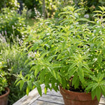 Lemon Verbena Plant, Lemon Verbena Live Plant, 2-5 Inc Tall, Fragrant Culinary and Tea Herb for Garden and Patio