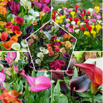 Set 4 Mixed Calla Lily Bulbs - Colorful Calla Lily Flower Bulbs for Garden, Easy to Grow Summer Blooming Flowers - Cut Flower Variety Pack