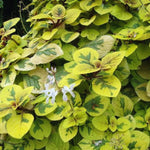 2 Golden Swedish Ivy Plants Live, Plectranthus Swedish Ivy Plant Live, 3 Inc to 6 Inc Tall Seedling, House Plants Live