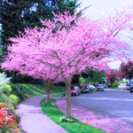 10 Eastern Redbud Trees Live Plants Bare Roots, Dormant, 12 to 24 Inc Tall Pink Flowering Ornamental Tree, Redbud Tree Eastern, Redbud Trees for Planting