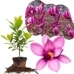 Ann Magnolia Tree Live Plant in 2.5 Inches in Pot, Starter Plant, Fragrant Perennial Ornamental Plants Shrub for Outdoor Garden