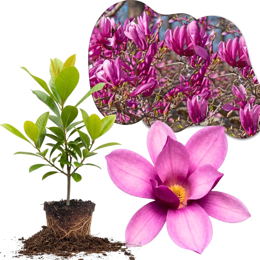 Ann Magnolia Tree Live Plant in 2.5 Inches in Pot, Starter Plant, Fragrant Perennial Ornamental Plants Shrub for Outdoor Garden