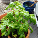 Basil Plants, Sweet Basil Live Plant in 4 Inch Pot - Fragrant Large Leaves, 4-8” Tall Herb Plant, 2 Plants Per Pot, Indoor Outdoor Garden Growing
