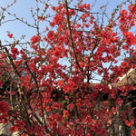 Red Flowering Quince Live Plant Shrub 5 Inch Pot, Chaenomeles Japonica for Yard Garden, Quince Flower Plant 6-8" Tall
