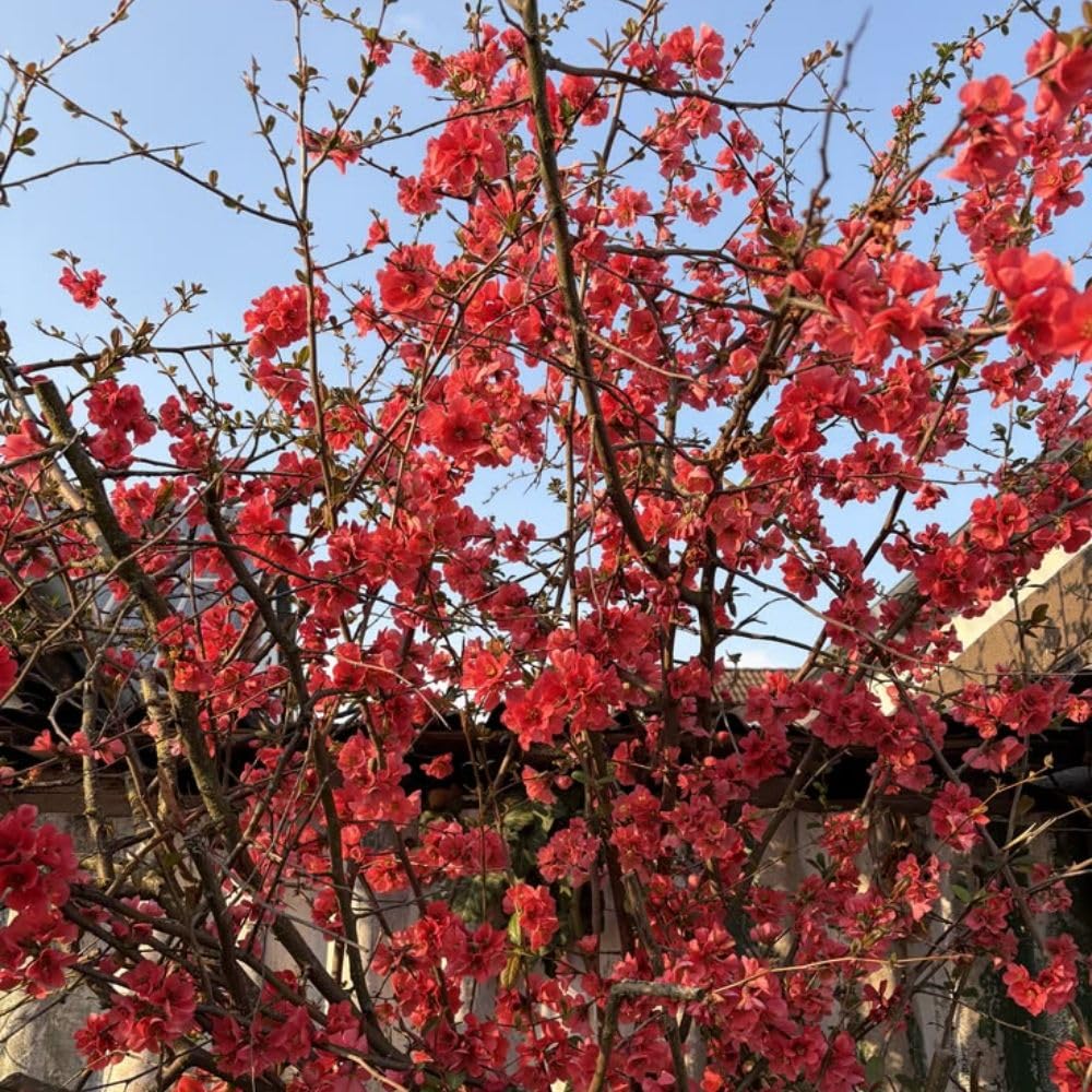 Red Flowering Quince Live Plant Shrub 5 Inch Pot, Chaenomeles Japonica for Yard Garden, Quince Flower Plant 6-8" Tall