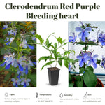 2 Clerodendrum Live Plants, Clerodendrum Wallichi Blue Butterfly Blooms, 5-9 Inc Tall