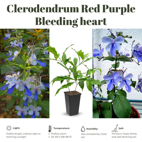 2 Clerodendrum Live Plants, Clerodendrum Wallichi Blue Butterfly Blooms, 5-9 Inc Tall