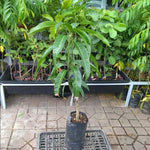 Iwin Dwarf Mango Tree Live Plant Seedling, 10 to 14 Inc Tall in Pot, Large Sweet Mango Tree Seedling for Planting