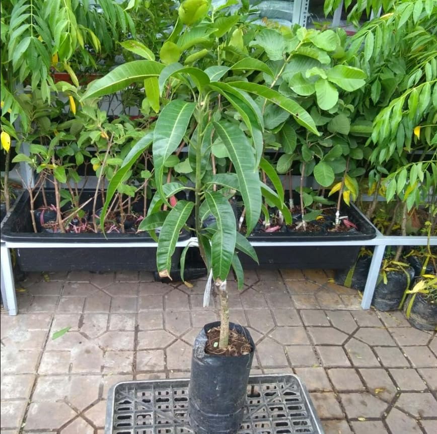 Iwin Dwarf Mango Tree Live Plant Seedling, 10 to 14 Inc Tall in Pot, Large Sweet Mango Tree Seedling for Planting
