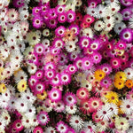 Ice Plant Live, Perennial Ice Plant Ground Cover for Planting 4 Inch Pot