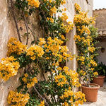 Set 2 Golden Bougainvillea Live Plants 4-7 Inches Tall, Vibrant Bumgainvillea Flowering Vines for Garden, Patio Containers and Indoor Growing