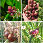 5 Egyptian Walking Onions Plants Live for Planting Outdoors Indoors Garden, Cold Hardy Vegetable Live Plant Indoor, from 4 Inches Tall