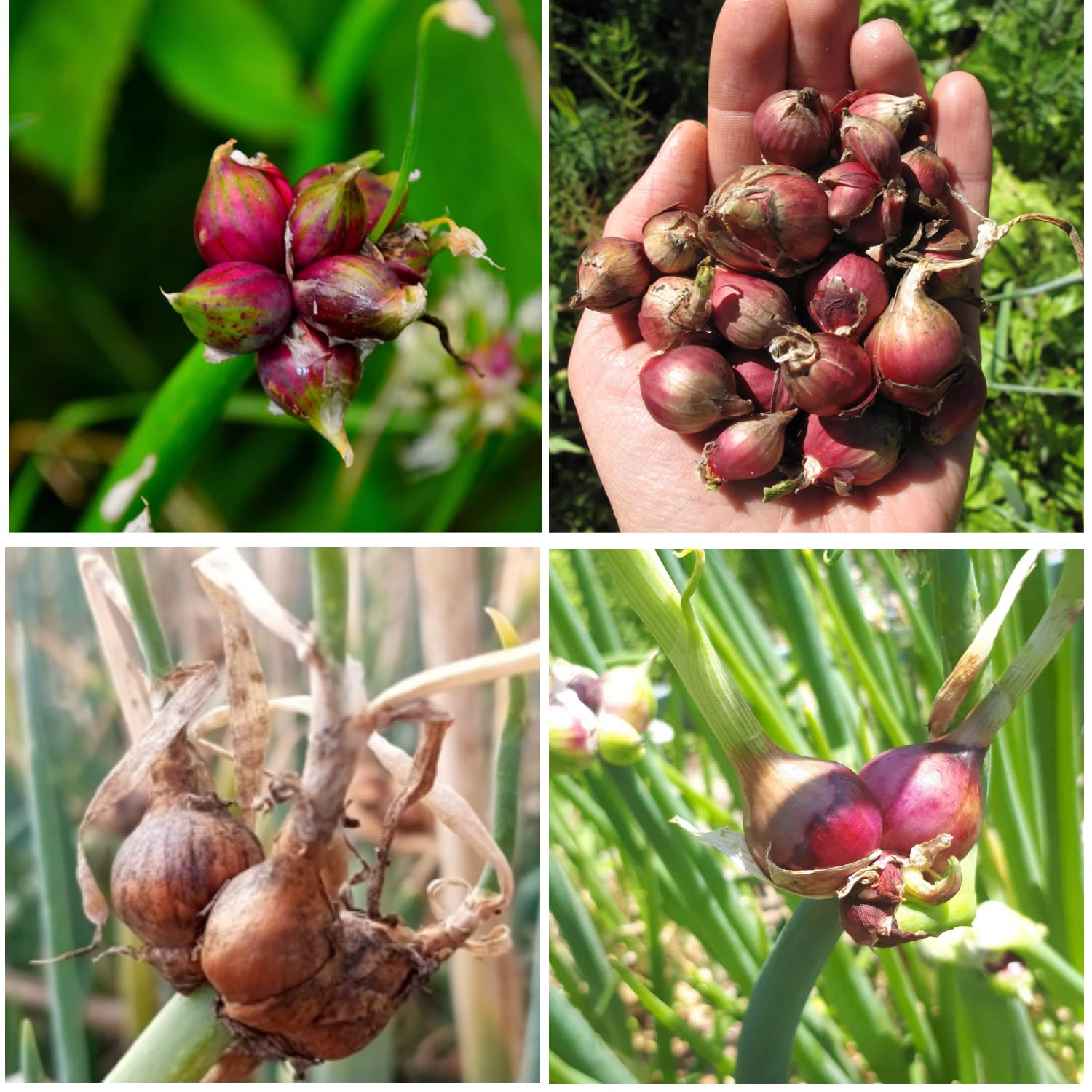 5 Egyptian Walking Onions Plants Live for Planting Outdoors Indoors Garden, Cold Hardy Vegetable Live Plant Indoor, from 4 Inches Tall
