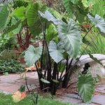 Combo 3 Green Leaf Black Stems Colocasia Live Plants, Elephant Ear Esculenta Taro, 5 to 8" in Tall, Alocasia Live Plant for Planting, Live Houseplant Colocasia Plant