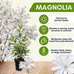 Magnolia Tree Live Plant 4-8 Inches, Pink Blooms Magnolia Bush, Fragrant Magnolia for Growing (Star Magnolia)