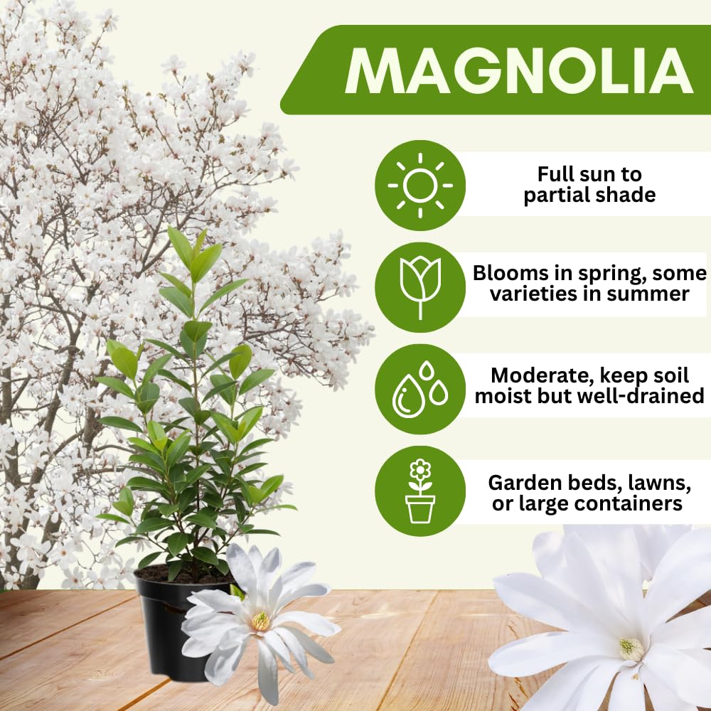 Magnolia Tree Live Plant 4-8 Inches, Pink Blooms Magnolia Bush, Fragrant Magnolia for Growing (Star Magnolia)