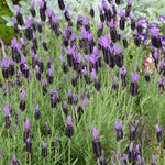 Lavender Plant Live, Lavender Plants Live Outdoor, Purple Blooming Perennial Herb, 4-7 inches Tall in 4 inch Pot for Growing