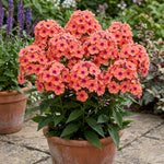 Phlox Plant, Orange Phlox Plant in Plug, 2-3 Inches Tall, Hardy Perennial Flower for Outdoor Garden