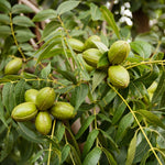 Set 2 Pecan Nut Trees Live Plants, Pecan Bare Roots for Planting 12 to 16 Inch Tall, Winter Dormant