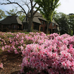 Pink Variegated Azalea Plant Live for Outdoor Spring Planting, 5-9" in Tall, No Pot, Bicolor Blooms