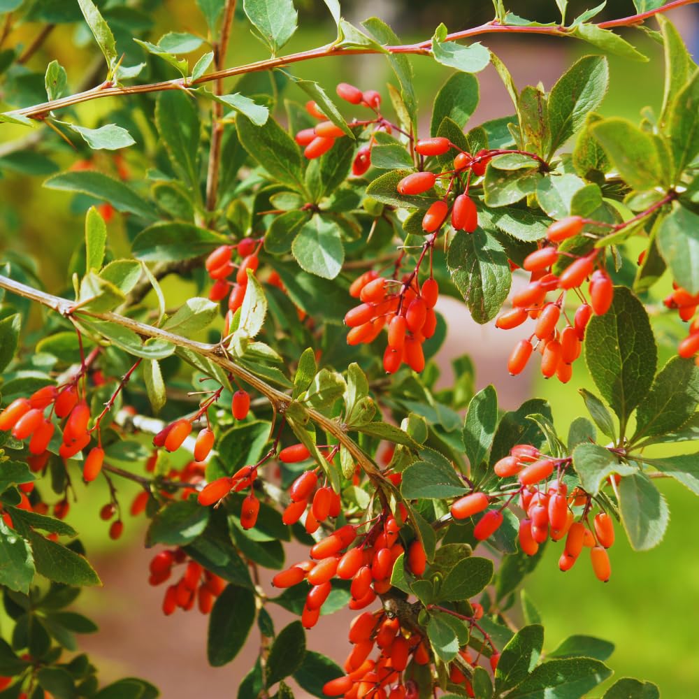 6 Red Goji Berry Cuttings Plants Live, 5 to 7'' Tall, Goji Berry Fruit Plant for Garden