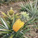 4 Gold Pineapple Trees Live Plants, Sweet Pineapple Fruit Plant Live 5 to 8 Inc Height, Tropical Pineapple for Outdoor