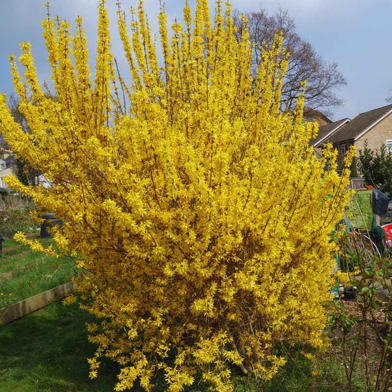 Forsythia Plant Live, 6 to 12 Inches, Lynwood Gold Forsythia Bush Live Plant for Gardening Outdoor