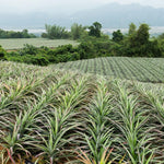 2 Gold Pineapple Plants Live 5 to 8 Inch Tall, Sweet Pineapple Fruit Trees Live Plant, Tropical Pineapple Seedling