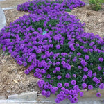 2 Purple Verbena Plants Live, Perennial Ground Cover or Trailing Bushes Shrubs, 5-9 Inches Tall, Verbena Flower for Planting