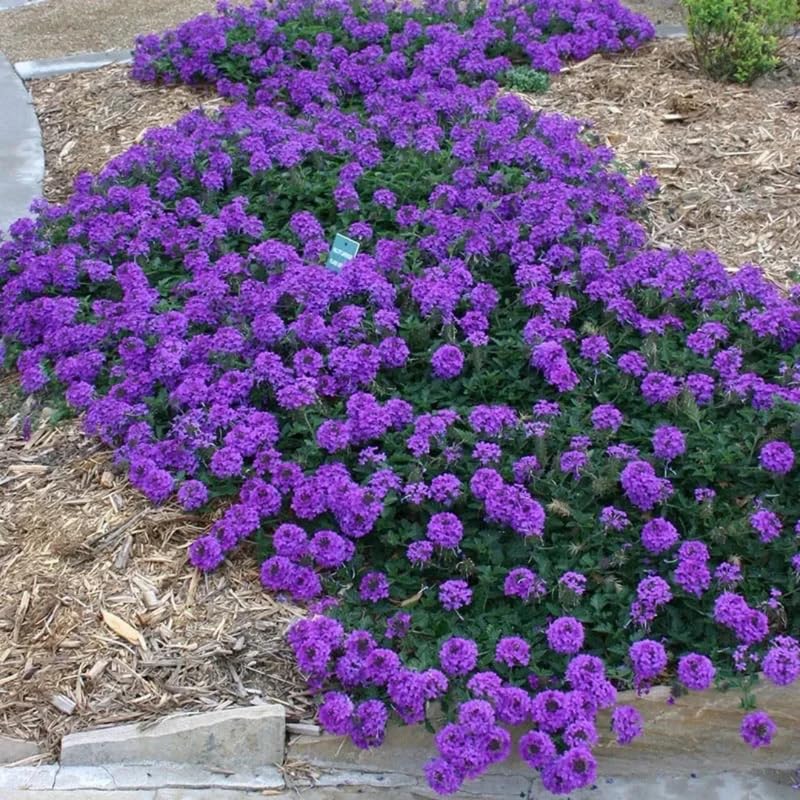 Sets 4 Perennial Verbena Live Plants Ground Cover or Trailing Potted, Purple Bloom, Outdoor Planting Spring