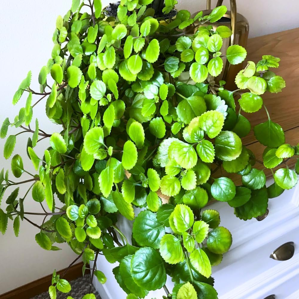 1 Pot Plectranthus Swedish Ivy Plant Live for Planting, 2 Starter Plants Per Pot, Swedish Ivy Mint Herb Plants, Live Swedish Ivy Houseplants (Green Swedish Ivy)