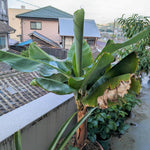 Banana Trees Live Plants from 4 to 6 Inc Long, Cavendish Banana Plants Live for Planting Gardening Outdoor Indoor