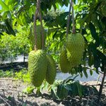 Soursop Annona Tree Live Plant, Starter Size 5”-10” Seedling No Pot, Hardy, Tropical Flavor