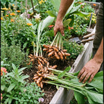 4 Yellow Turmeric Live Plants, Curcuma Turmeric Well Rooted 4-7 Inch Tall, Garden, Patio and Indoor Herb Growing