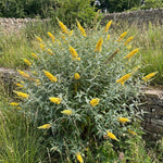 2 Yellow Butterfly Bush Plants Live, Vibrant Buddleia Plants 4-7 Inches, Colorful Flowering Shrub for Outdoor Garden