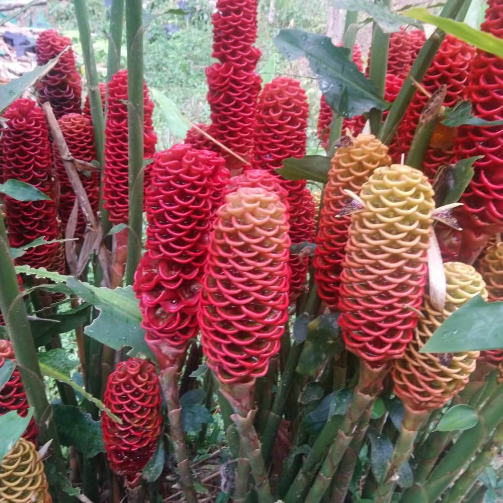 6 Red Shampoo Ginger Rhizomes Plant Live, Awapuhi Zingiber Zerumbet, Pinecone Blooms, Fresh Bulbs for Planting