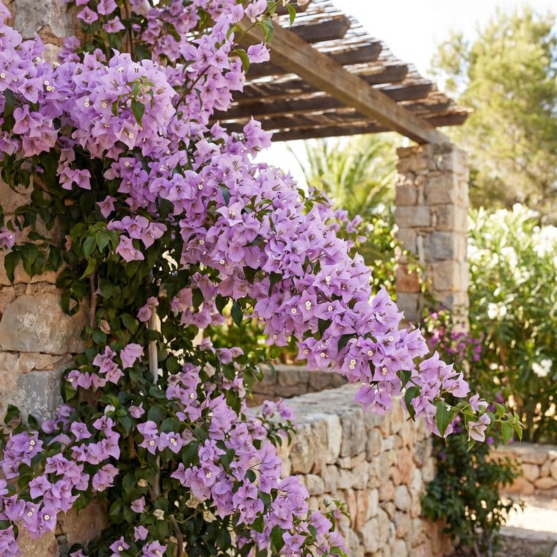 Set 2 Lilac Bougainvillea Live Plants 4-7 Inches Tall, Vibrant Bumgainvillea Flowering Vines for Garden, Patio Containers and Indoor Growing