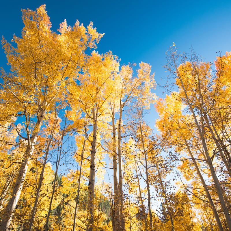 Quaking Aspen Tree Bare Root Seedlings 18-24 Inches Tall, Hardy Tree for Yard, Garden, and Landscaping