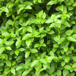 Set of 10 North Privet Hedge Trees Live Plants, Ligustrum Plants Live, Privacy Hedges Plants, 12 to 18 Inc Tall Dormant Gardening