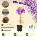 2 Wisteria Plants Live Trees Vines for Home Décor, Outdoor Planting, Size 6-12", Dormant in Winter, Hardy