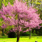 10 Eastern Redbud Trees Live Plants Bare Roots, Dormant, 12 to 24 Inc Tall Pink Flowering Ornamental Tree, Redbud Tree Eastern, Redbud Trees for Planting