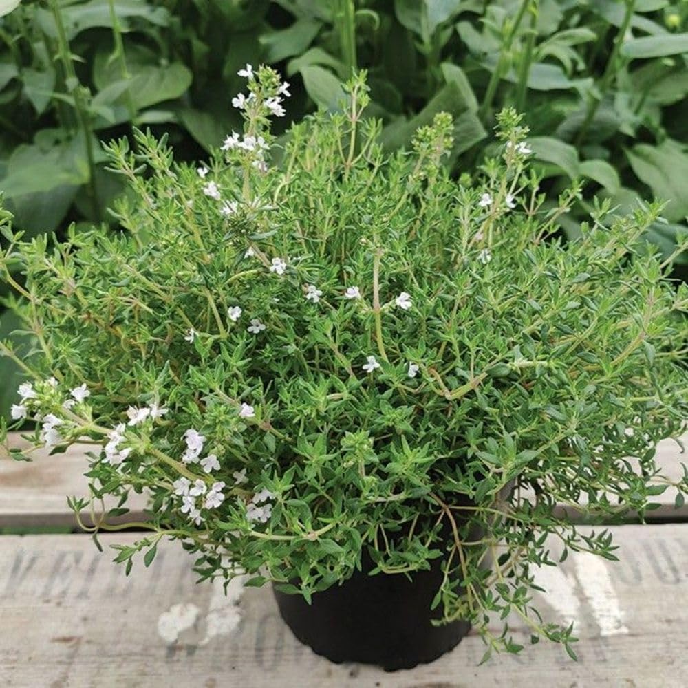 Set of 2 English Thyme Live Herb Plants, 3-6 Inch Tall, Thyme Plant, Fragrant Plants for Outdoor Garden and Indoor Container Growing, No Pot Included