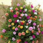 Mix Moss Rose Plants Live, 3 to 5 Inc Tall, Moss Rose Portulaca Plants, Ground Cover Plant Hanging Basket Trellis Plant, 2 Pots