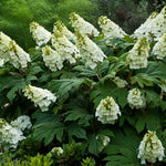 Hydrangea Plant Live, Reblooming Hydrangea Flowers Well-Rooted, Hardy Bush Shrub, 5-9" Tall, Vibrant Shades (White)