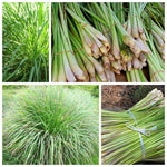 2 Lemon Grass Live Plants in Pot for Outdoor Planting, 4-10 Inc Tall Live Lemongrass Plants for Planting in Spring, Fragrant Herbs