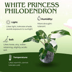 Variegated Philodendron Live Plant, Rare Indoor Houseplant Live Well Rooted 5-7 Inches, Container Growing, Home Office Decor (White Princess Philodendron)