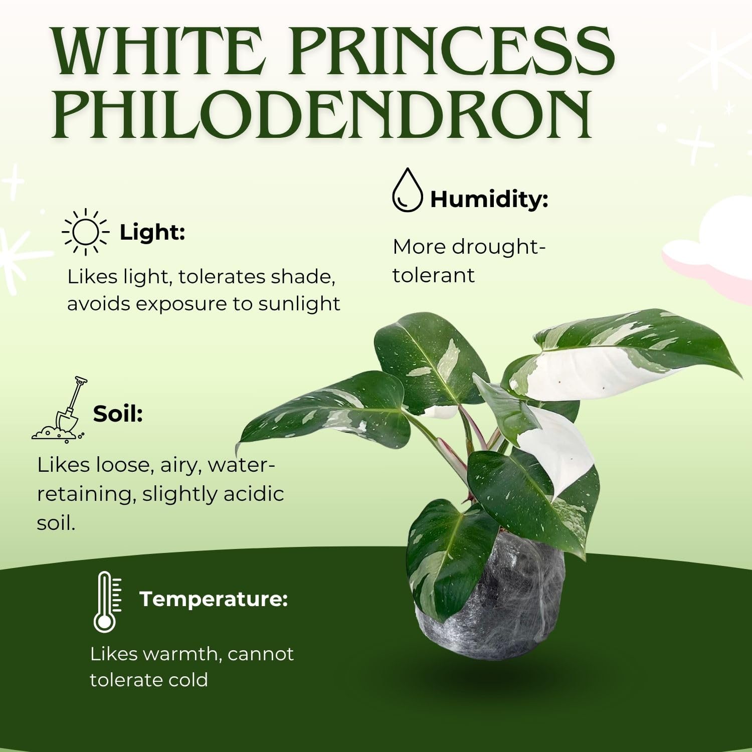 Variegated Philodendron Live Plant, Rare Indoor Houseplant Live Well Rooted 5-7 Inches, Container Growing, Home Office Decor (White Princess Philodendron)