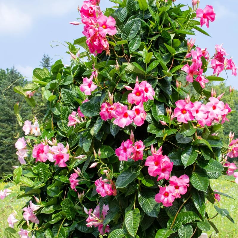 3 Pink Mandevilla Plants Live, 5-10” Tall Flowering Mandevilla Vines for Trellis, Outdoor Patio, Garden Pots, Trailing Mandevilla Seedlings