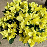 2 Poinsettia Plants Live, Green Poinsettia Flowers Christmas Decorations, Holiday Houseplant, Poinsettias Trees Plants, No Pot, 5-9" Tall