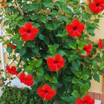 Hardy Hibiscus Plant Live, Red Hibiscus Tree Live Plant from 8 to 10 Inches Tall, Perennial Hibiscus Flower